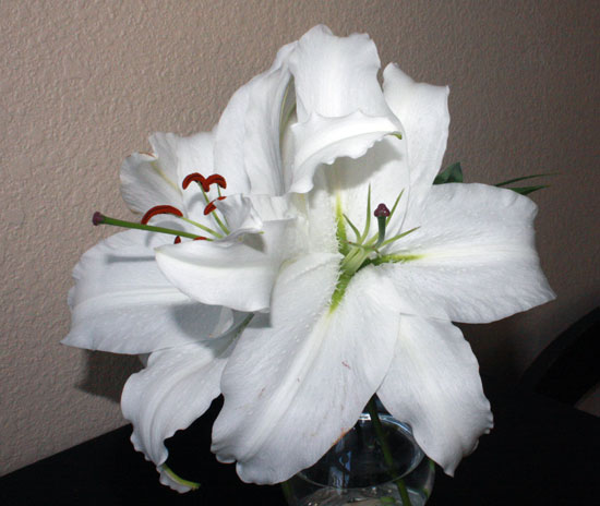 Image Image