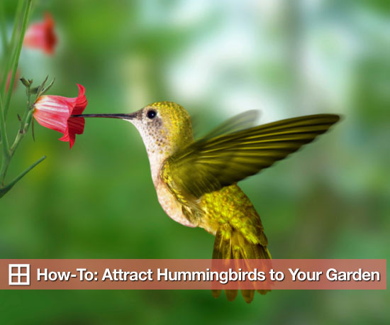 how to attract hummingbirds to your garden popsugar home how to attract hummingbirds to your garden popsugar home