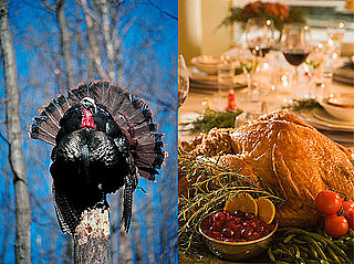 Do Animal Lovers Eat Turkey? Do Animal Lovers Eat Turkey?
