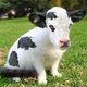 mondaymoos mondaymoos