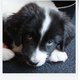 PixiePup PixiePup