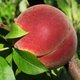 TurkishPeach TurkishPeach