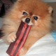 Baconlover Baconlover