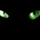 kittkatt07 kittkatt07