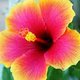 Hibisko Hibisko