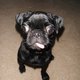 PugDaddy PugDaddy