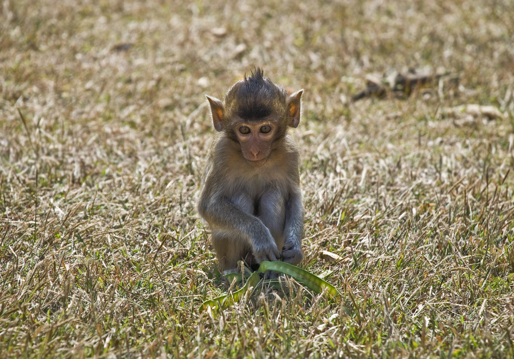 I know, I know: no monkey business allowed.
Source: Flickr user Dane Low
I know, I know: no monkey business allowed.
Source: Flickr user Dane Low