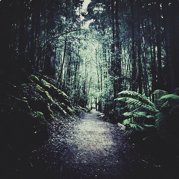 Enchanted Forest Picture Enchanted Forest Picture