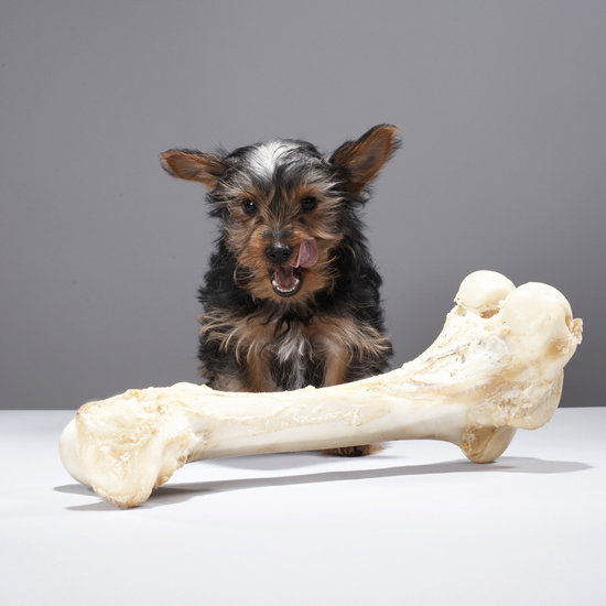 Pet Weight Loss Tips Pet Weight Loss Tips