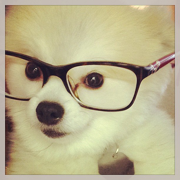 Dogs Wearing Glasses POPSUGAR Pets