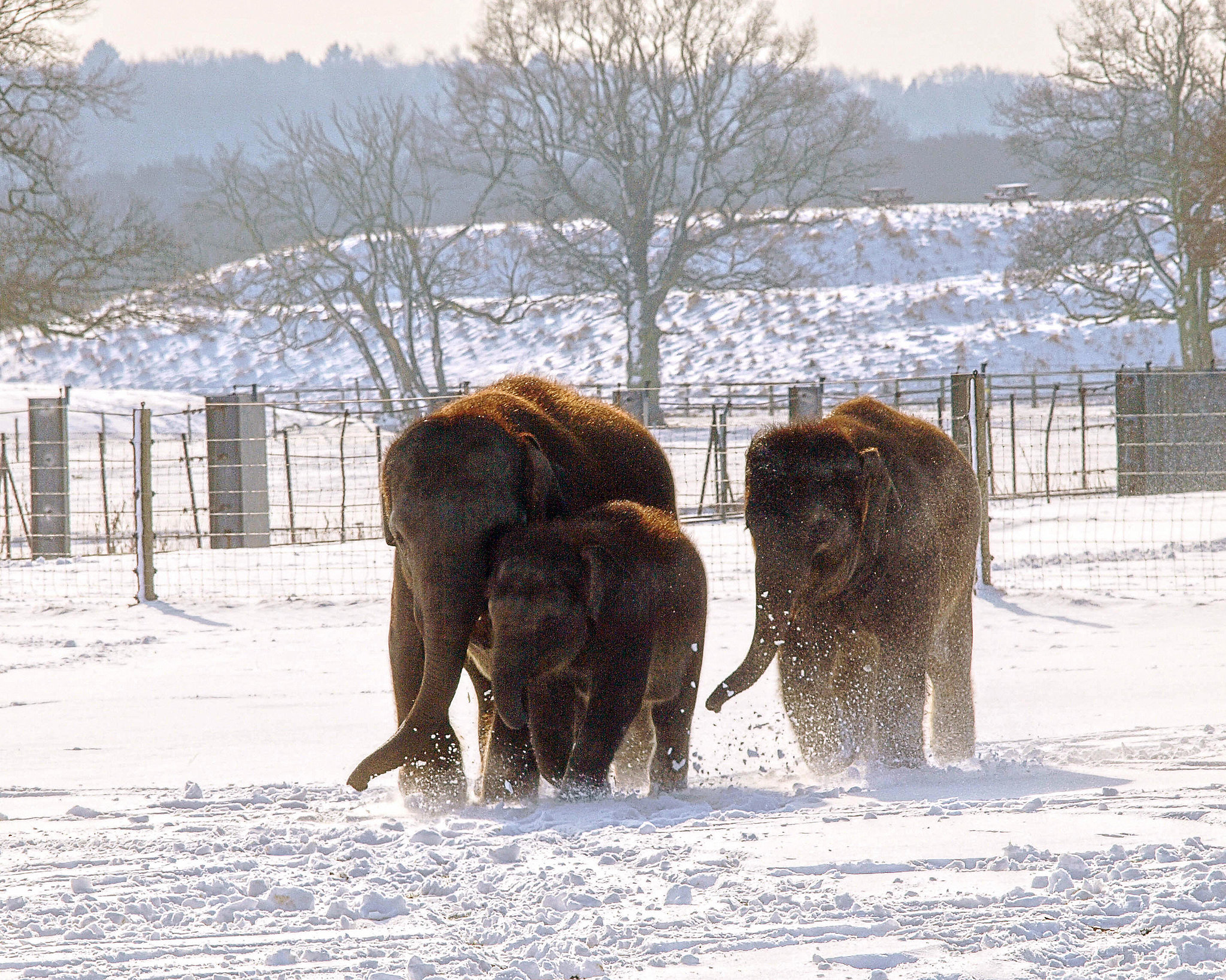 A family of elephants trekked through the cold after the heaviest | Let