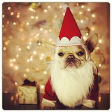Cute Dogs in Santa Hats Pictures