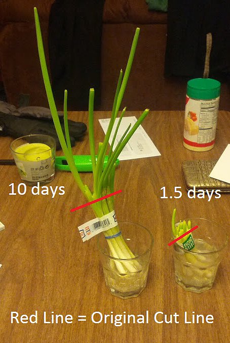 Regrow Vegetables Regrow Vegetables