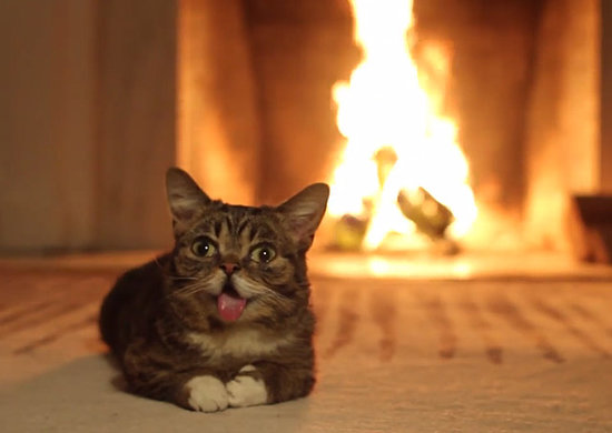 Warm the Hearth With Lil Bub's Looping Yule Log Warm the Hearth With Lil Bub's Looping Yule Log