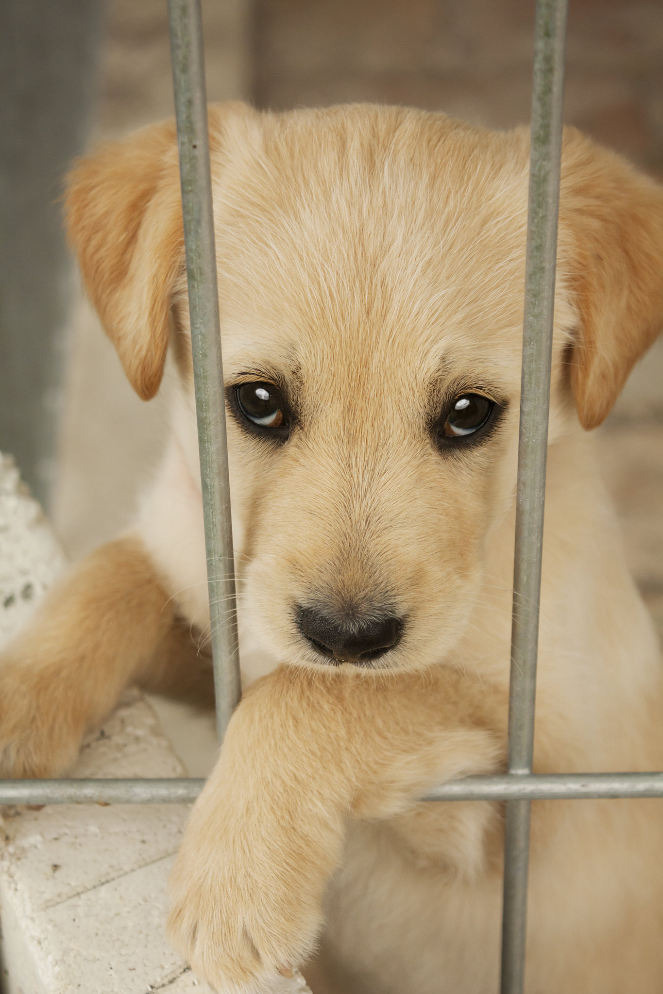 Give A Shelter Pet A Home 100 Things To Do Before You Die POPSUGAR 