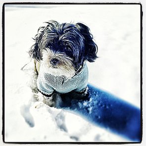 Instagram Challenge: Winter Pets Instagram Challenge: Winter Pets