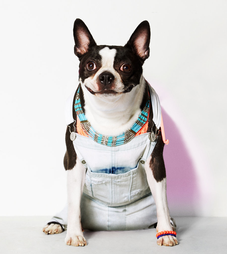 American Eagle Dog Clothes Pictures POPSUGAR Fashion Australia