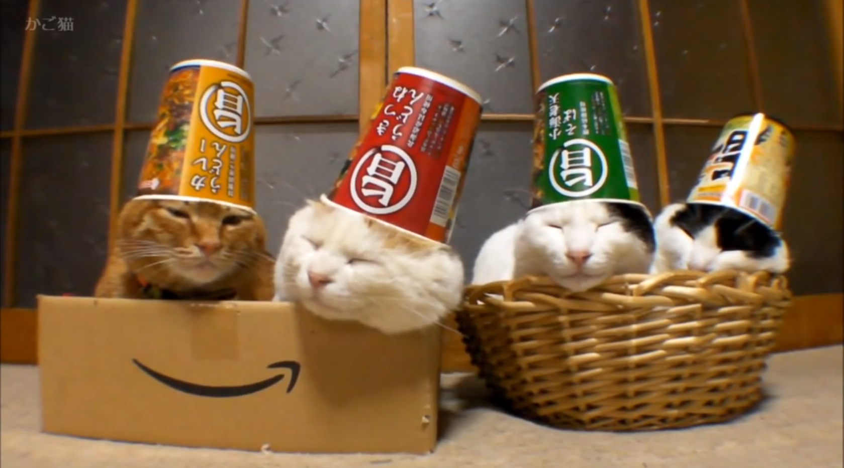 Cats With RamenCup Hats 29 Photos That Will Make Your Brain Explode