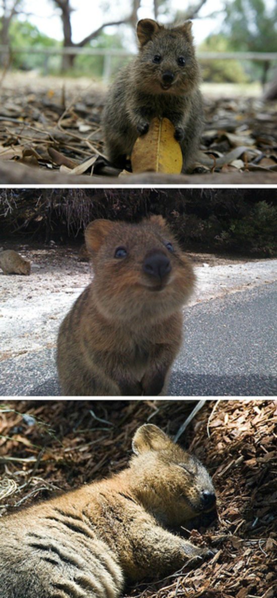 Quokka The Happiest Animal on Earth 29 Photos That Will Make Your Brain Explode With