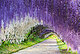 Wisteria Flower Tunnel, Japan