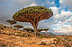 Dragon Trees, Yemen