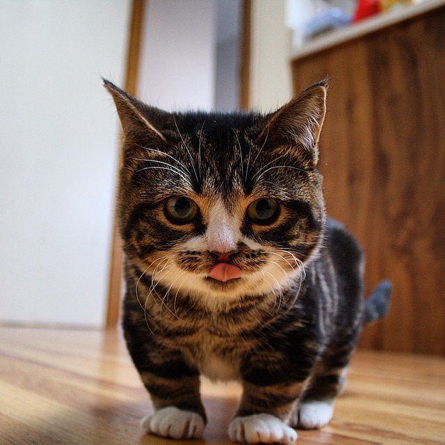 A Cat Version Of The Corgi Exists 13 Facts That Will Immediately Boost Your Mood POPSUGAR 