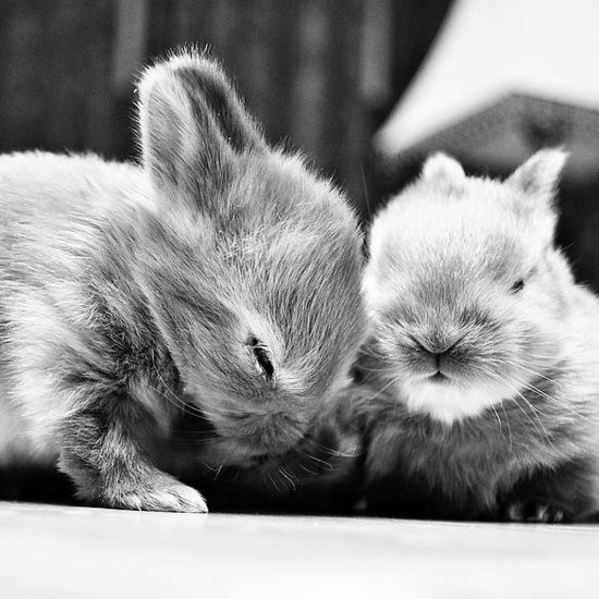 Awww-Stentatious Displays of Cute Awww-Stentatious Displays of Cute