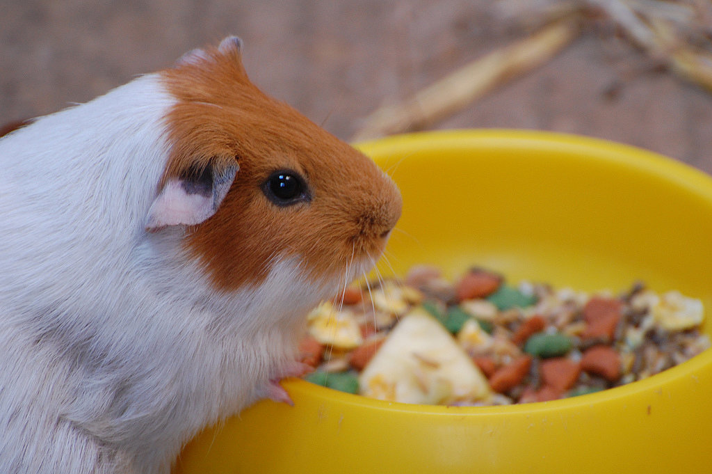 R.I.P. Pet R.I.P. Pet