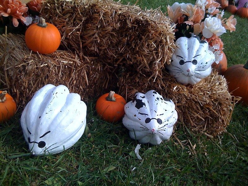 Three Blind . . . Gourds! Three Blind . . . Gourds!