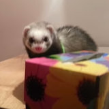 This Cute Ferret Totally Thinks