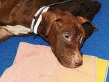 Anonymous Donor Offers $20,000 to Find the Person Who Stuffed a Starving Pit Bull in a Suitcase Anonymous Donor Offers $20,000 to Find the Person Who Stuffed a Starving Pit Bull in a Suitcase