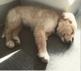 Uber Puppy Bowl Uber Puppy Bowl