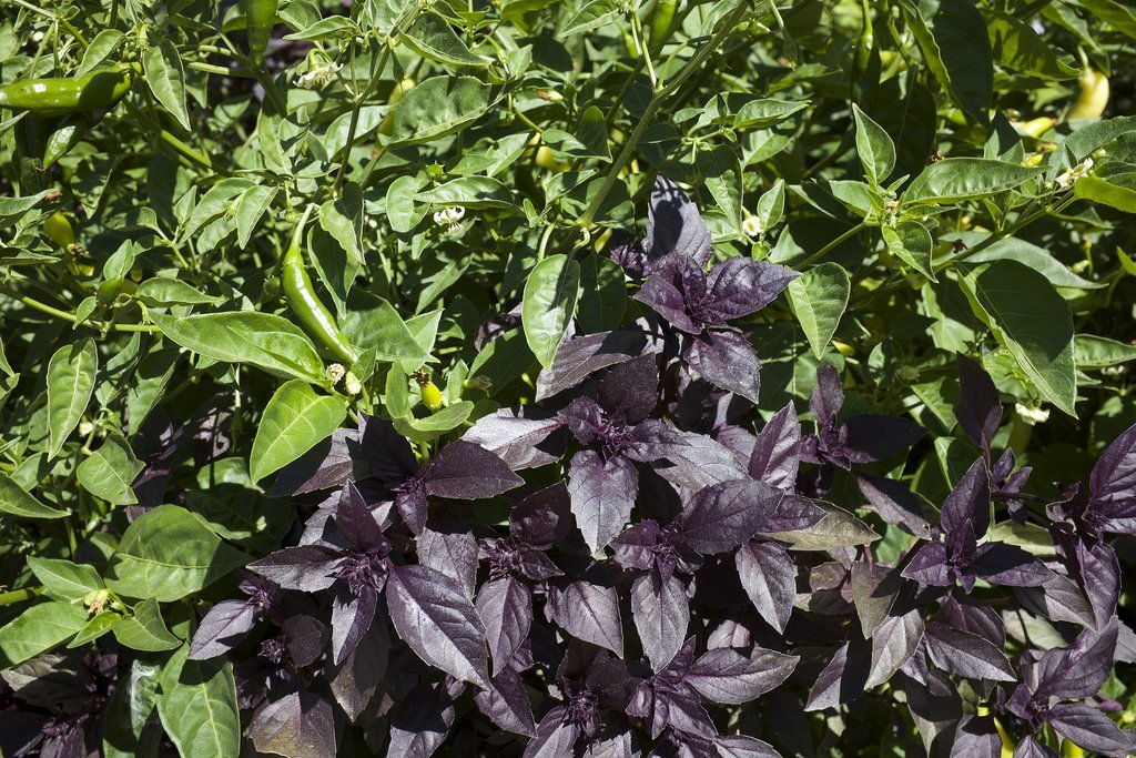 Basil Basil