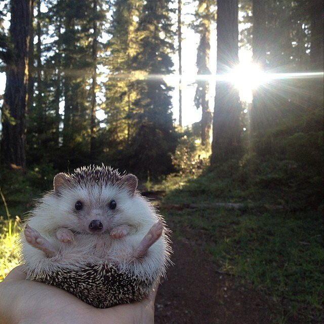 Biddy the Traveling Hedgehog POPSUGAR Smart Living