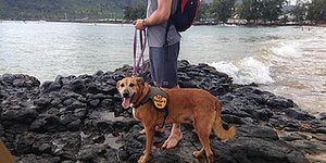 This App Lets You Borrow a Dog for a Day This App Lets You Borrow a Dog for a Day