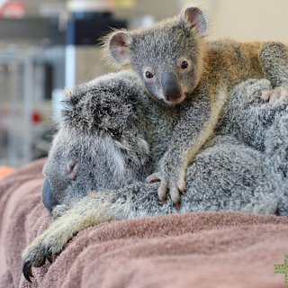 Baby Koala Stays With Mom During Surgery