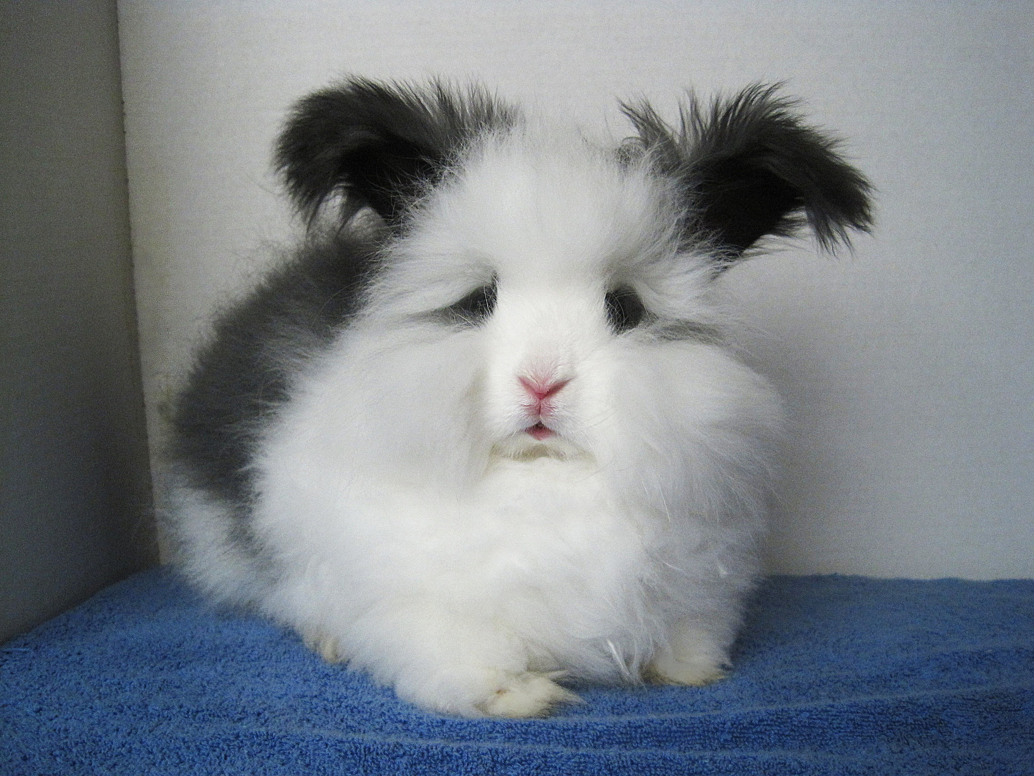 Angora Rabbit Facts POPSUGAR Pets