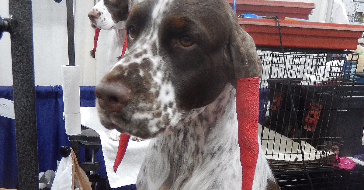 Dog Grooming Tips | POPSUGAR Pets