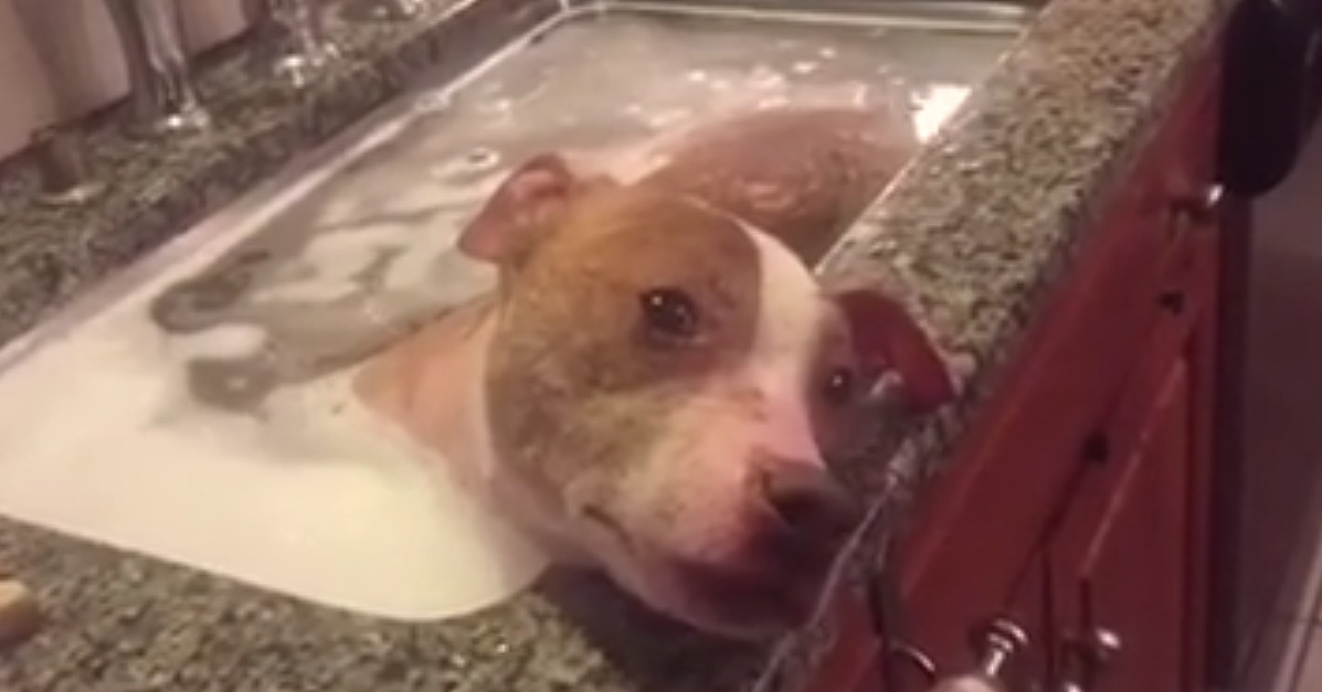 Rescued Pit Bull Taking Bath In Sink Video Popsugar Pets