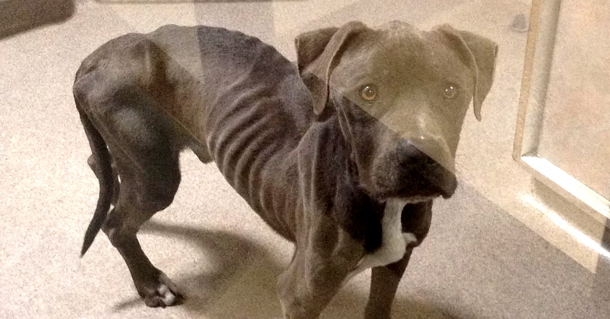 Starving Dog Rescued Video Popsugar Pets