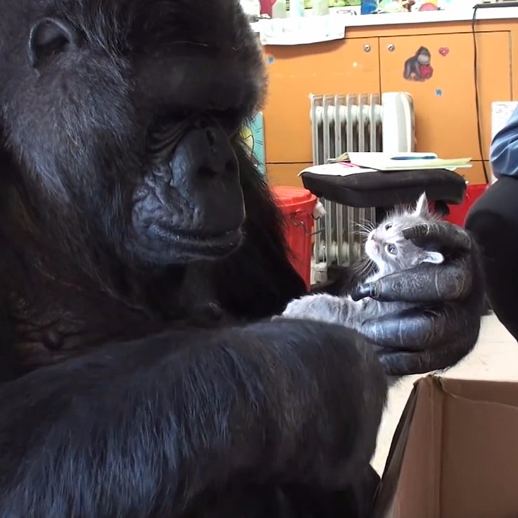 jelly cat gorilla