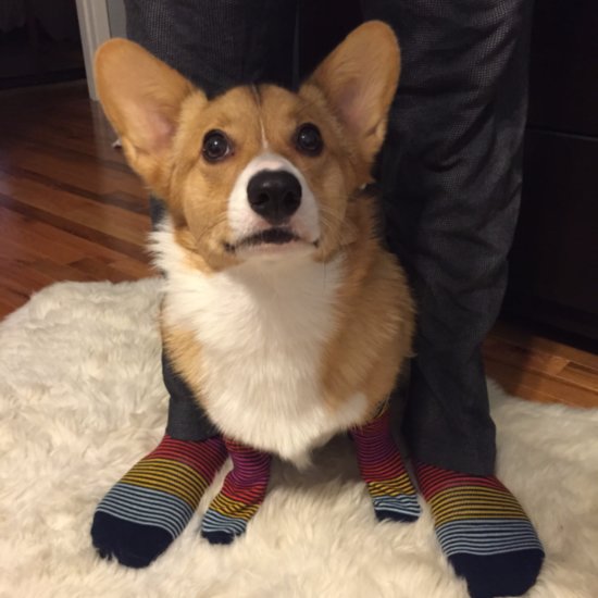 Cute Corgi Pictures