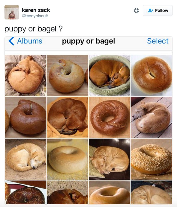 Puppy or Bagel Meme POPSUGAR Pets