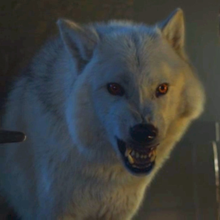john snow wolf john snow wolf