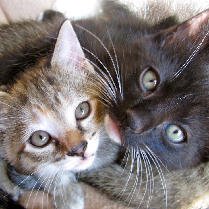 Students Give Teacher Kittens POPSUGAR Pets