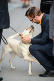 Even Dogs Can't Help Flock