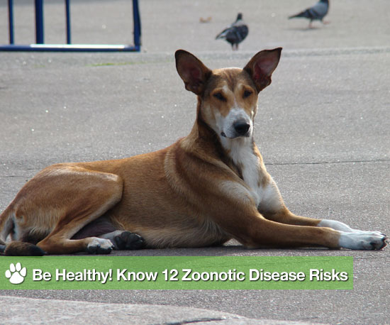 12 Diseases Humans Can Catch From Animals 12 Diseases Humans Can Catch From Animals