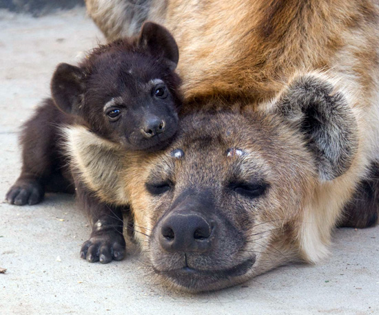 Baby Hyena Alert! Kai Is No Laughing Matter Baby Hyena Alert! Kai Is No Laughing Matter