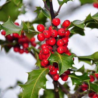 which winter plants are toxic to dogs popsugar pets which winter plants are toxic to dogs popsugar pets