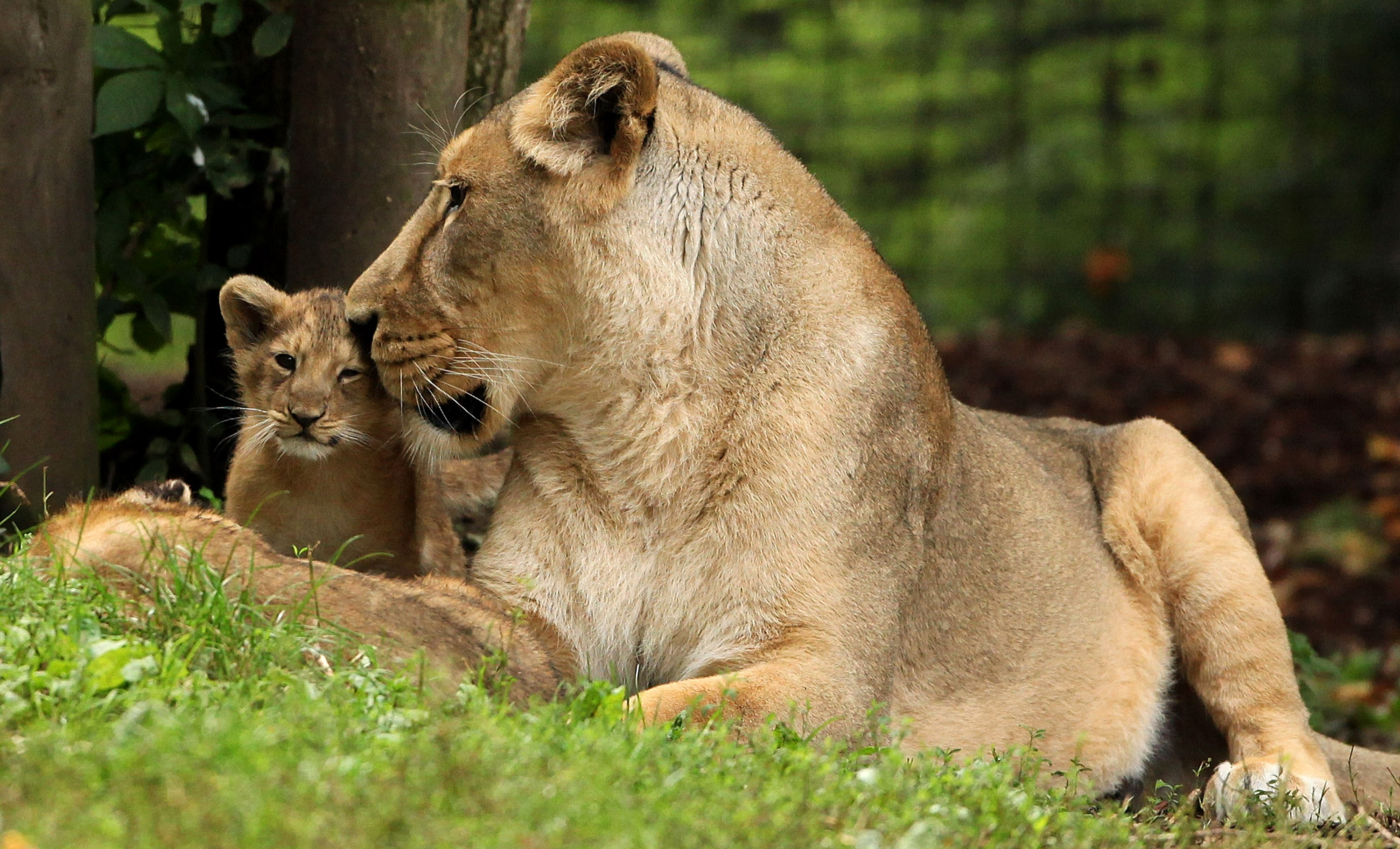 London Zoo Welcomes First Lion Cubs in 10 Years! | POPSUGAR Pets